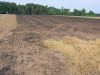 Brandschaden Getreide auf Feld.jpg